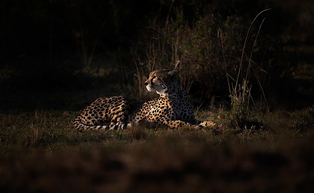 Cheetah art print by Swapnil for $57.95 CAD