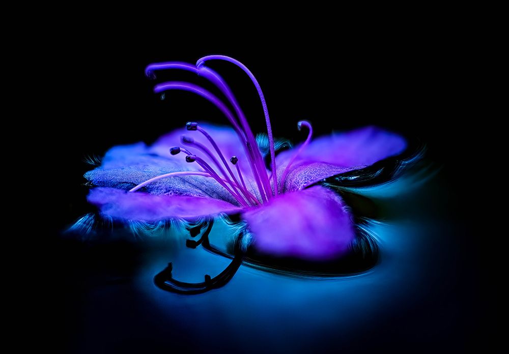 float art print by Shinichi Kataoka for $57.95 CAD