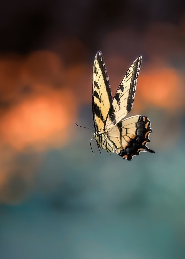 Flying Butterfly art print by Yanyu Shen for $57.95 CAD