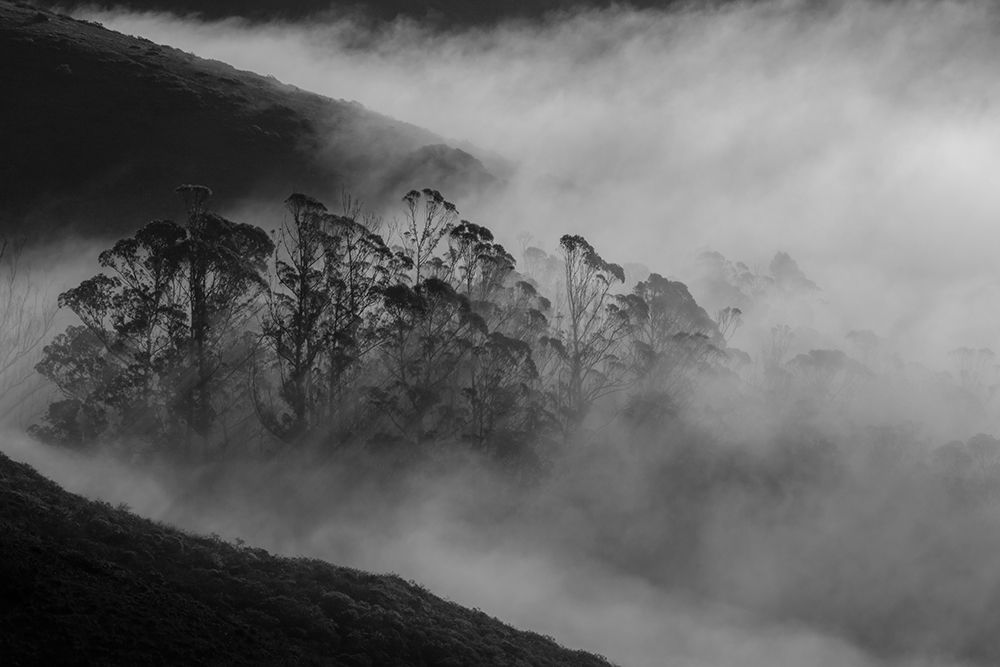 Morning Fog art print by Yun Mao for $57.95 CAD