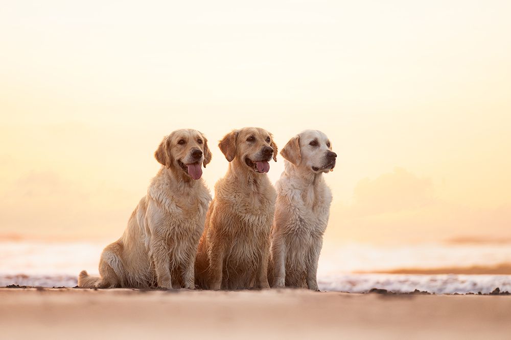 Golden Hour art print by Valerie Eeckloo for $57.95 CAD