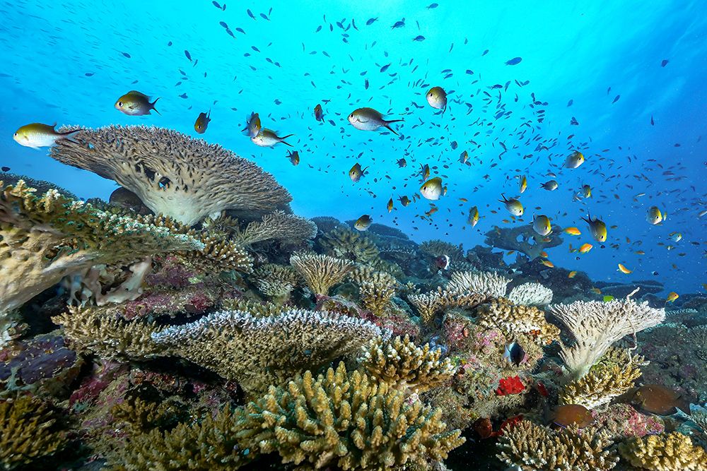 The Reef art print by Serge Melesan for $57.95 CAD