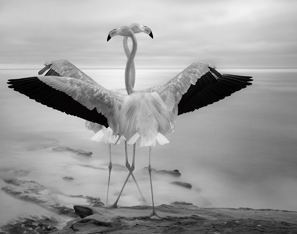 Flamingos Duet art print by Krystina Wisniowska for $57.95 CAD