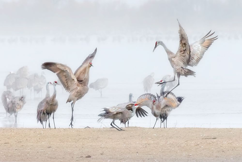 Dancing In The Foggy Morning art print by Jun Zuo for $57.95 CAD