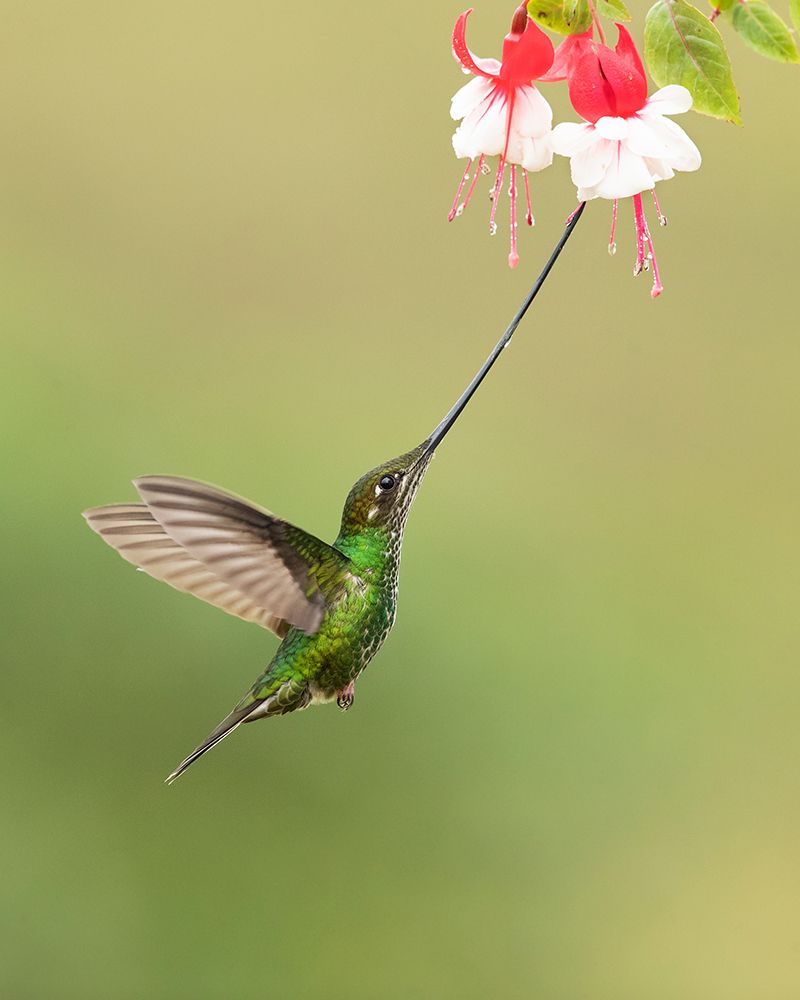 Sword-Billed Hummingbird art print by Milan Zygmunt for $57.95 CAD