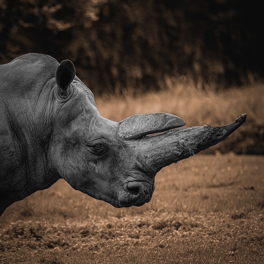 Rhinoceros art print by Georgios Tsikiridis for $57.95 CAD
