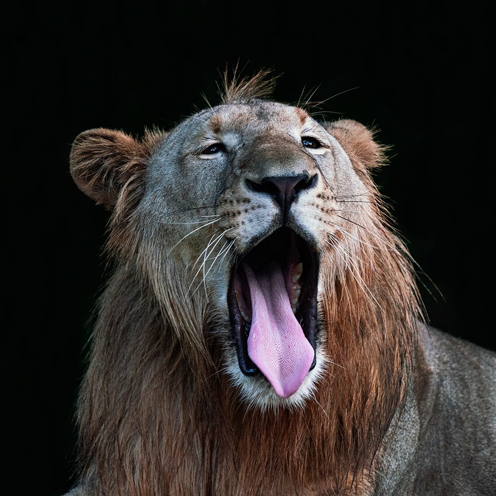 Yawning art print by Twee Liang Wong for $57.95 CAD
