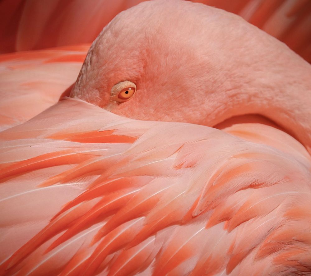 Portrait of a Pink Flamingo art print by Robin Wechsler for $57.95 CAD