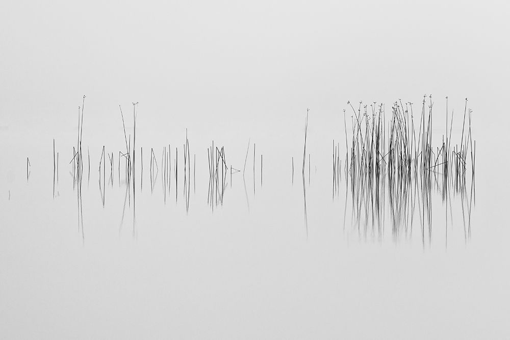 The graphic language of nature art print by Benny Pettersson for $57.95 CAD