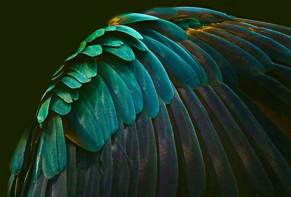 Theres A Bird In There Somewhere art print by Robin Wechsler for $57.95 CAD