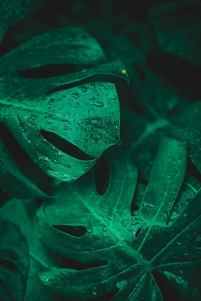 Green like life art print by Ardalan Hamedani for $57.95 CAD
