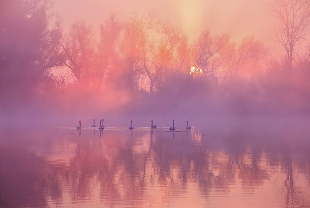 Swan Lake Sunrise art print by Wei Liu for $57.95 CAD