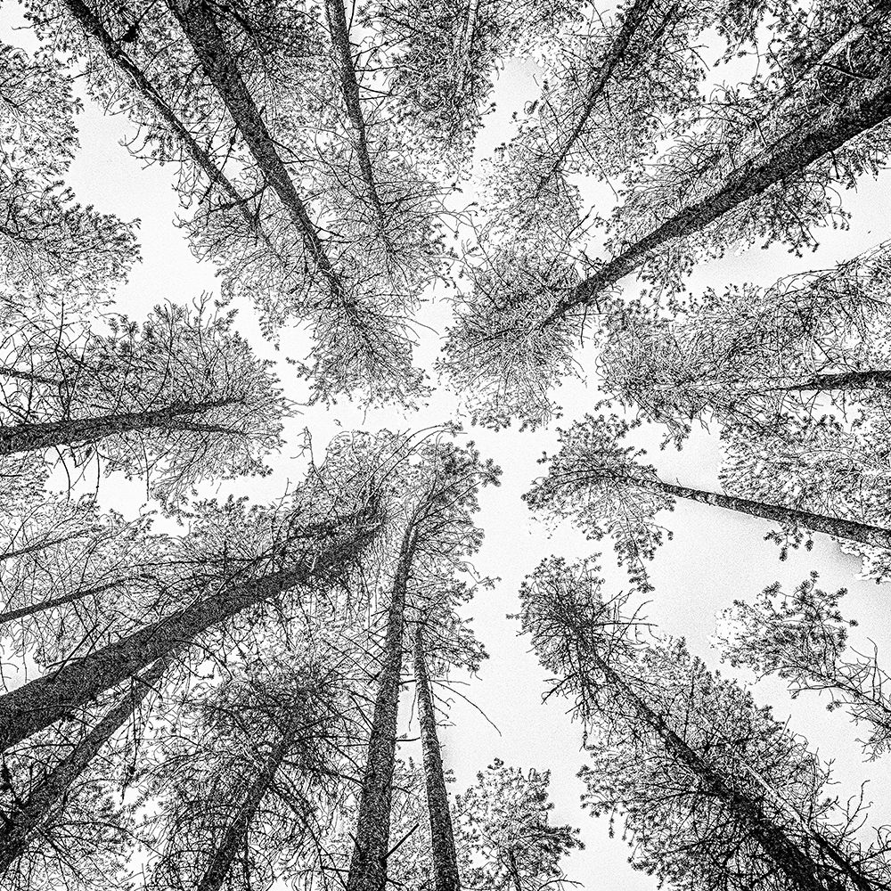 Tree Etching 002 art print by Rob Darby for $57.95 CAD