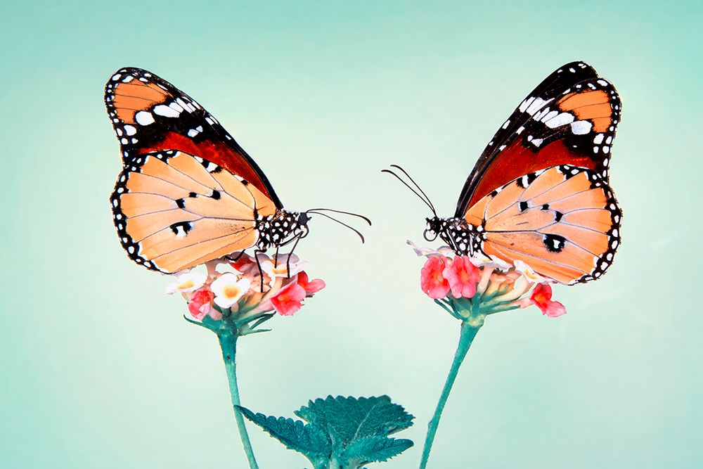 Love art print by Mustafa Ozturk for $57.95 CAD