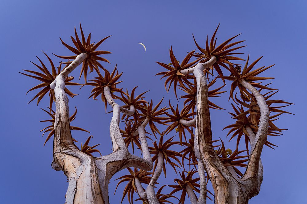 Quiver Tree #3 art print by Grant Hou for $57.95 CAD