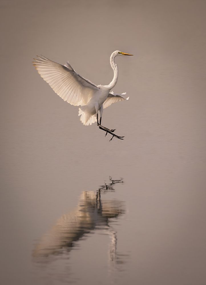 Graceful Landing art print by Vicki Lai for $57.95 CAD