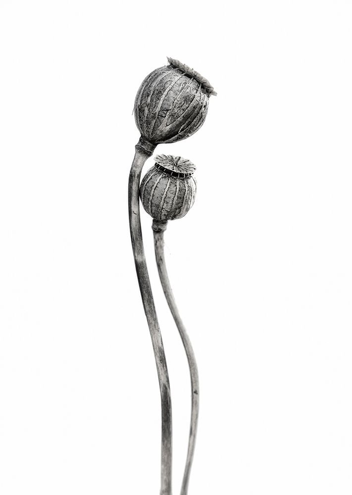 Old Couple art print by Lotte Gronkjar for $57.95 CAD
