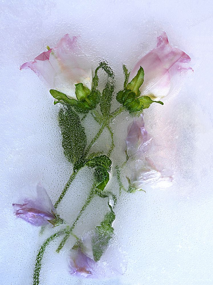 Flowers. art print by Pedro Uranga for $57.95 CAD