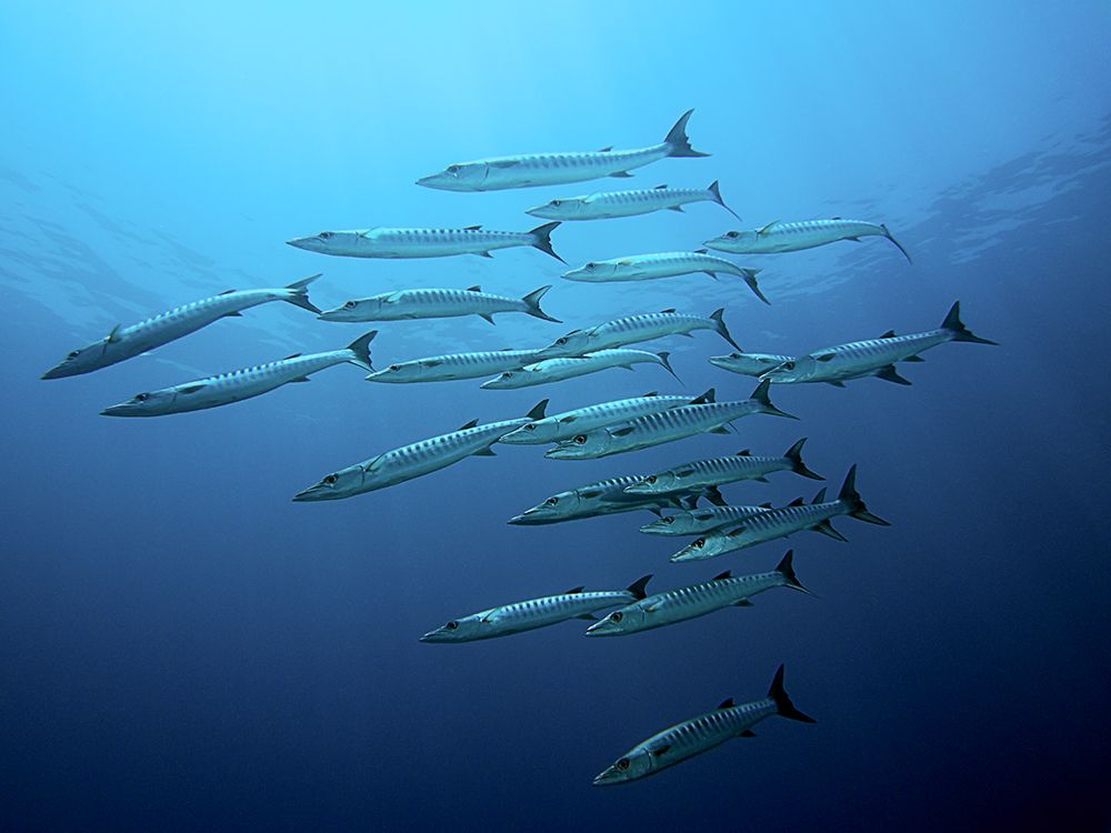 Barracudas art print by Henry Jager for $57.95 CAD