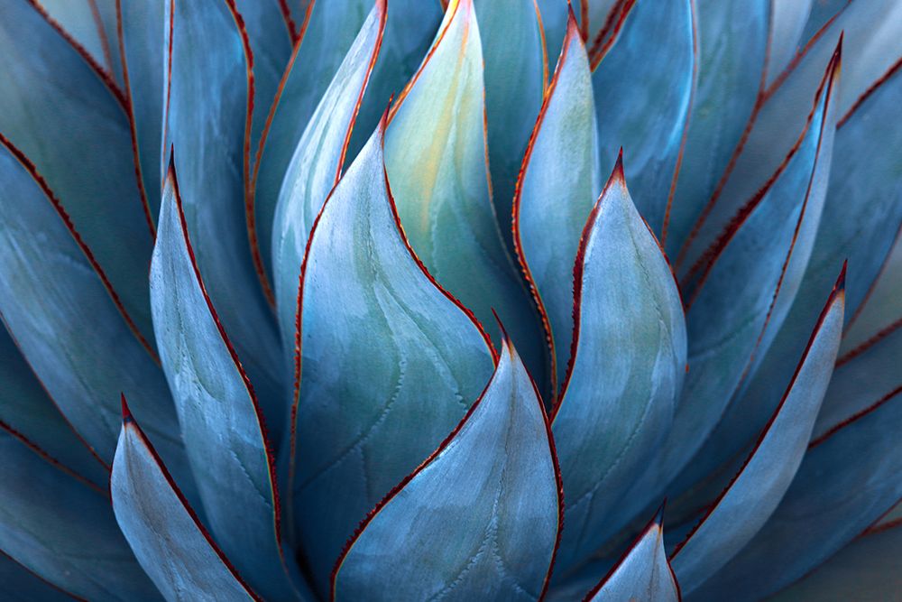 Blue Agave Abstract art print by Robin Wechsler for $57.95 CAD