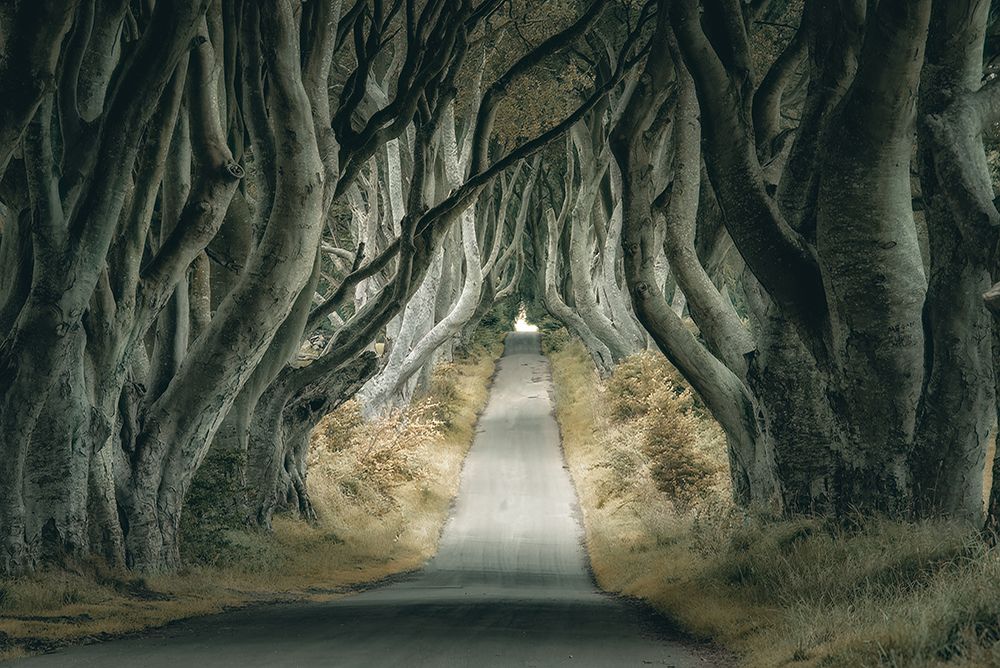 Irish Hedges art print by Mike Kreiten for $57.95 CAD