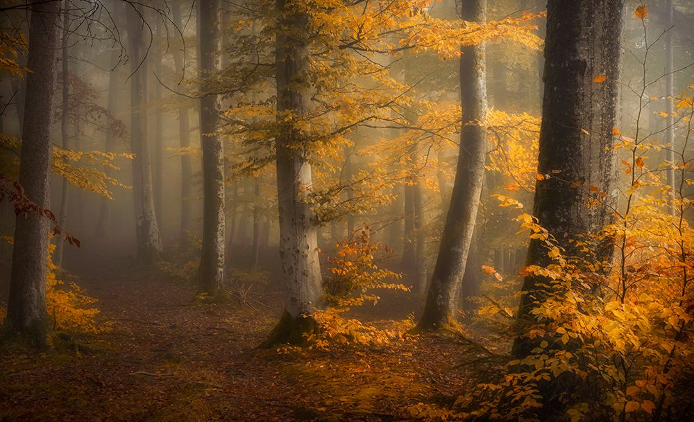 Autumn Woods art print by Norbert Maier for $57.95 CAD