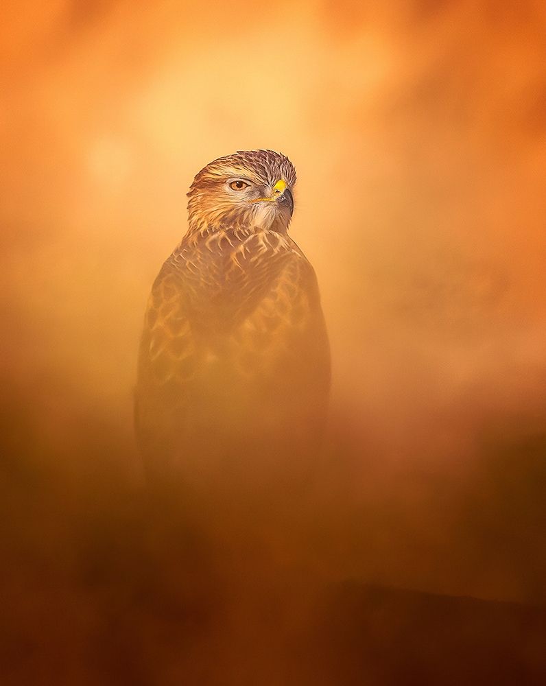 Long-Legged Buzzard art print by Faisal ALnomas for $57.95 CAD