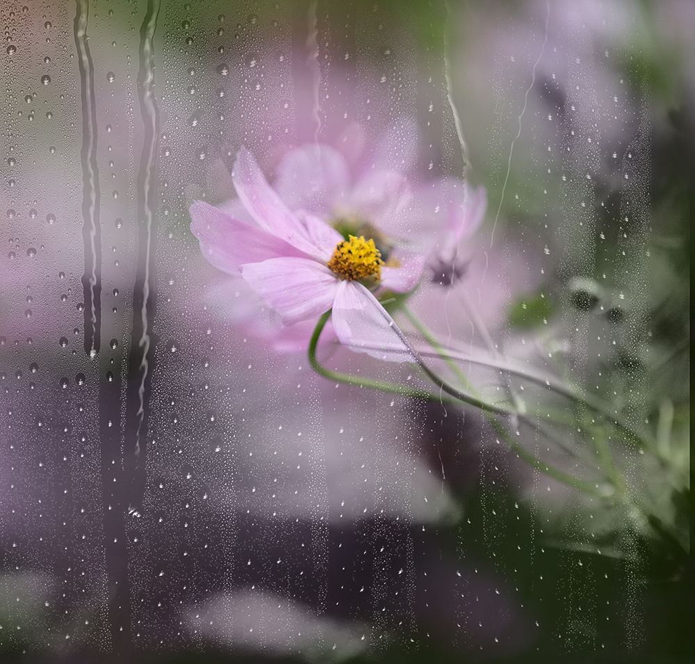 Rain Watered Window art print by Youngil Kim for $57.95 CAD