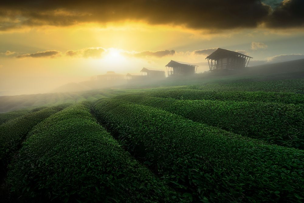 Misty Sunrise In Tea Garden art print by NingYun Ye for $57.95 CAD