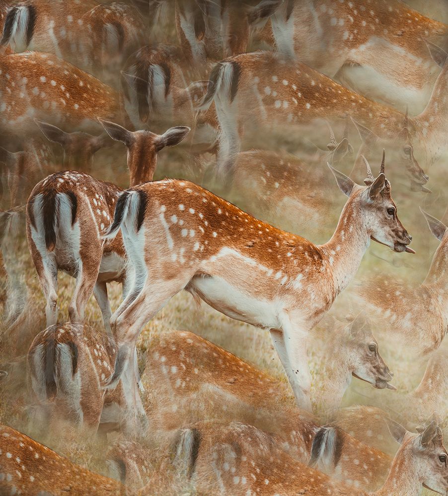 Multiply art print by Foto Tinca for $57.95 CAD