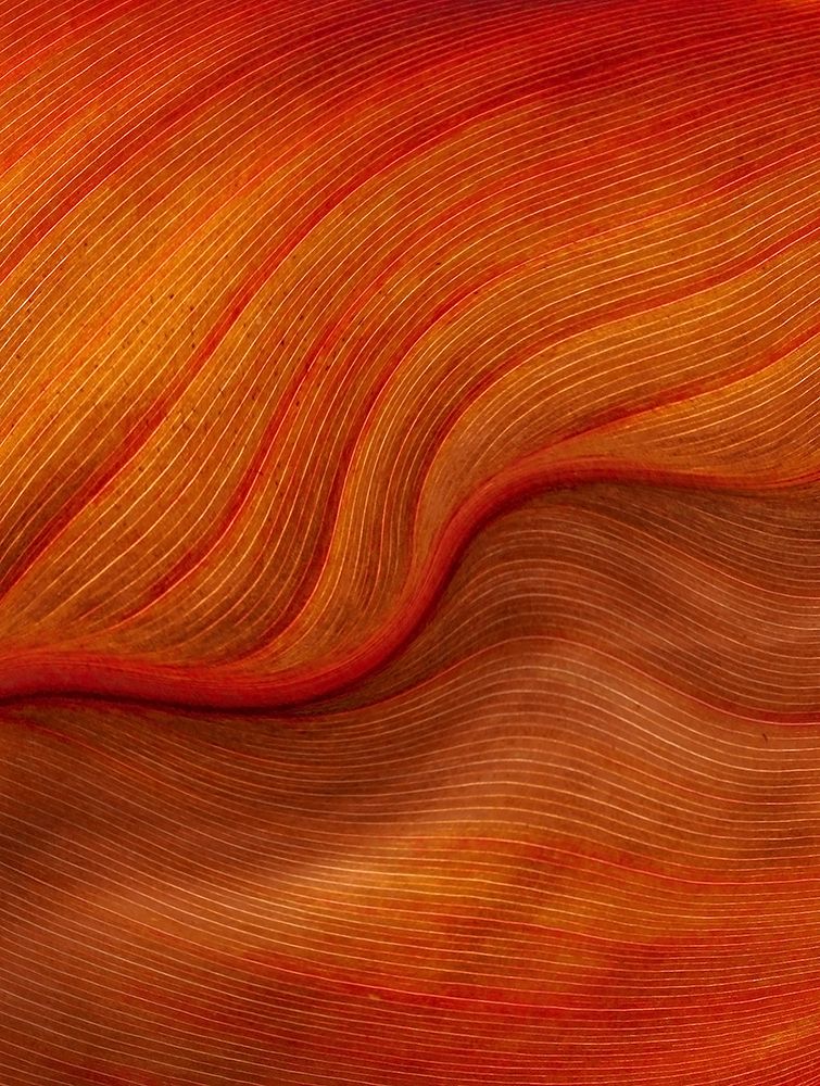 The Lines In Leaves art print by Robin Wechsler for $57.95 CAD