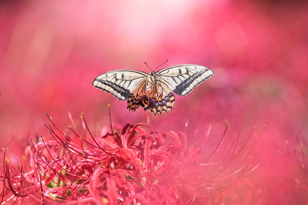 Fly Gracefully art print by Takashi Suzuki for $57.95 CAD