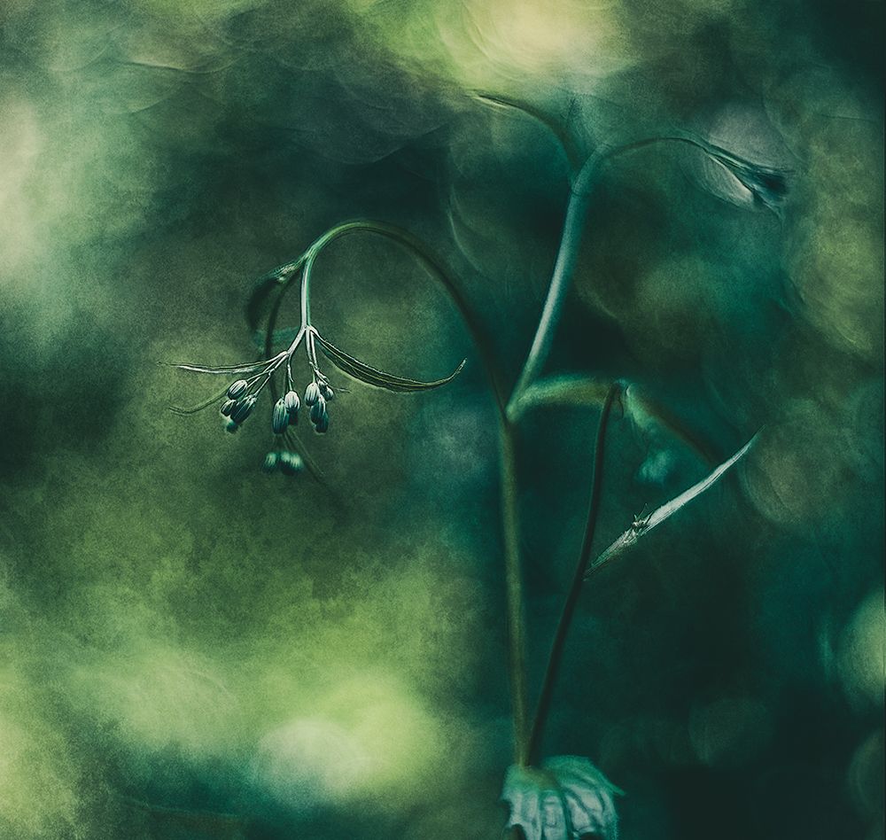 Silent art print by Jan van der Jan for $57.95 CAD