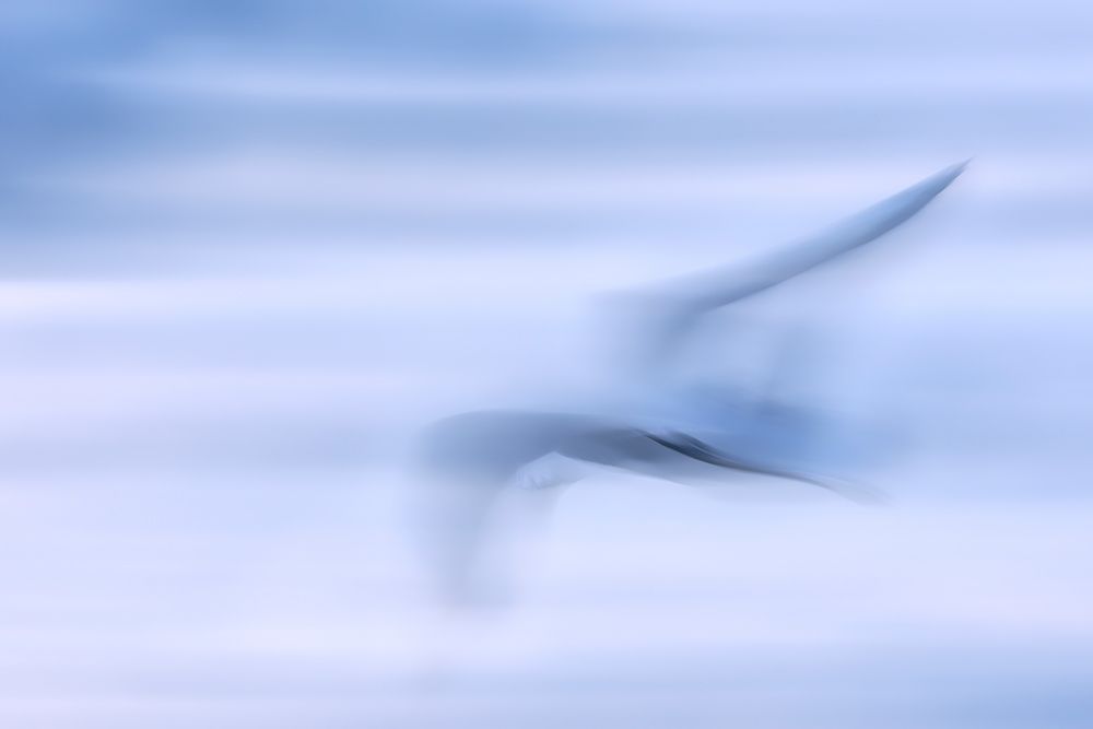 wings game  2 art print by Benjamine Hullot Scalvenzi for $57.95 CAD