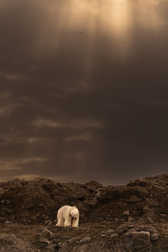 The Bear On The Cliff .. Svalbard art print by Shobhit Chawla for $57.95 CAD