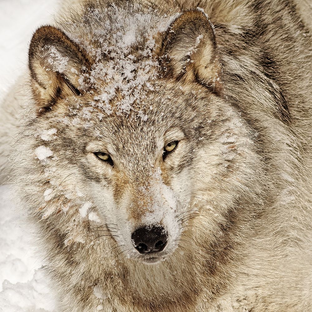 Timber Wolf art print by Lucie Gagnon for $57.95 CAD