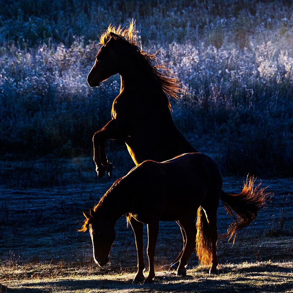 Horses art print by Chuanxu Ren for $57.95 CAD
