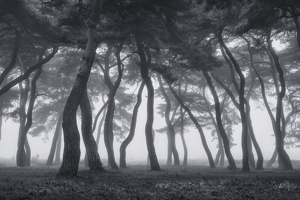 Dancing Trees art print by Tiger Seo for $57.95 CAD
