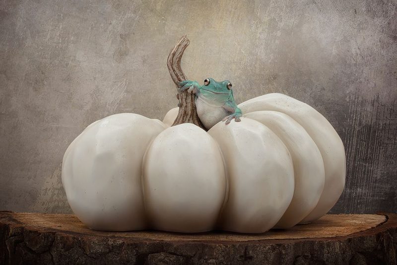 Fall Season With Bleu art print by Linda D. Lester for $57.95 CAD