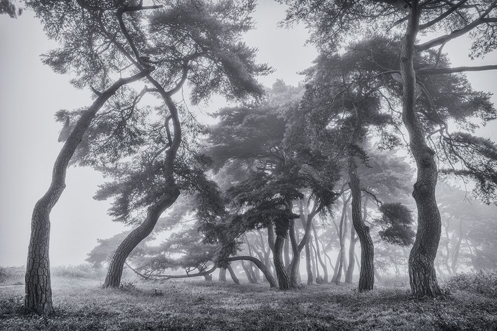 Pine Trees art print by Tiger Seo for $57.95 CAD