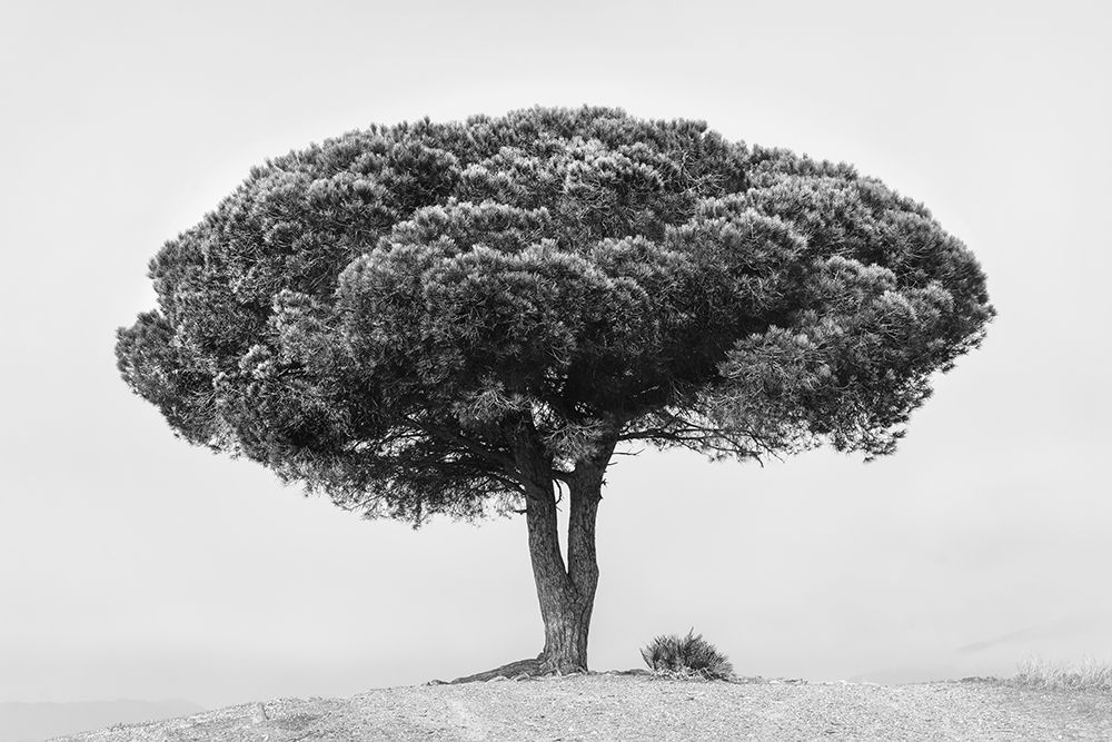 Tree art print by Rikard Martin for $57.95 CAD