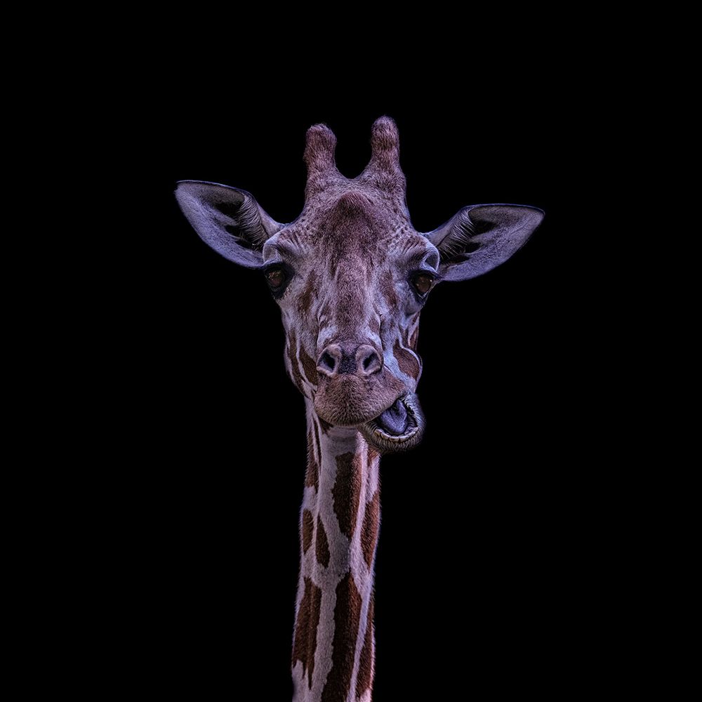 Giraffe art print by Georgios Tsikiridis for $57.95 CAD