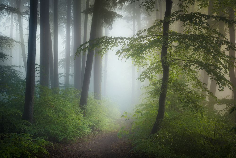 Morning Fog art print by Norbert Maier for $57.95 CAD