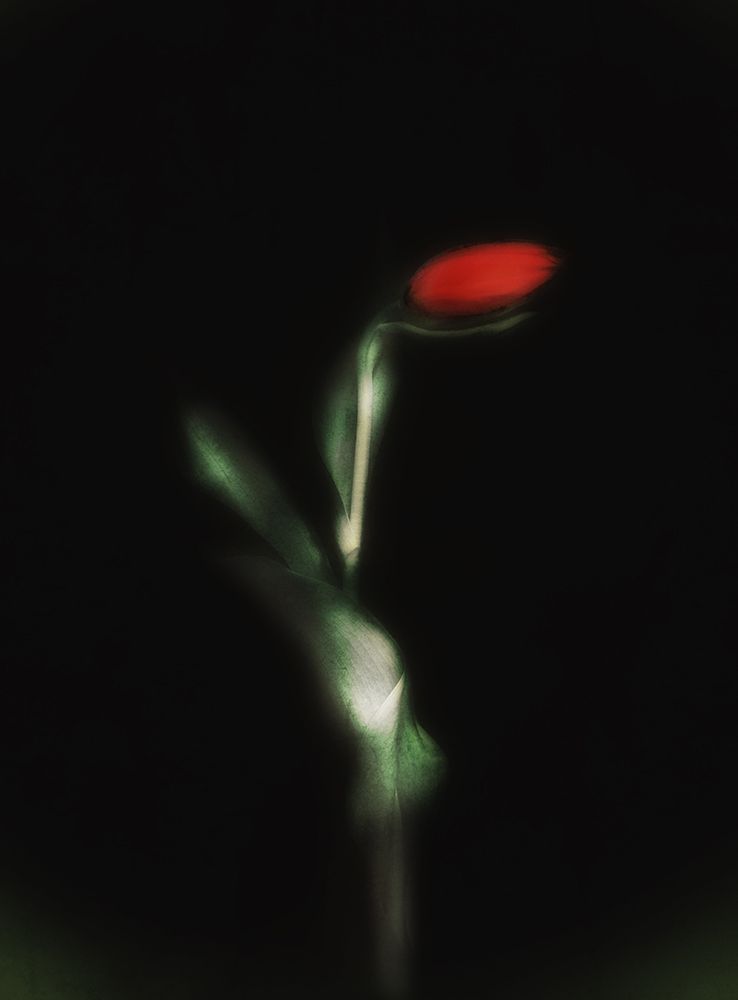 Tulip art print by Ludmila Shumilova for $57.95 CAD