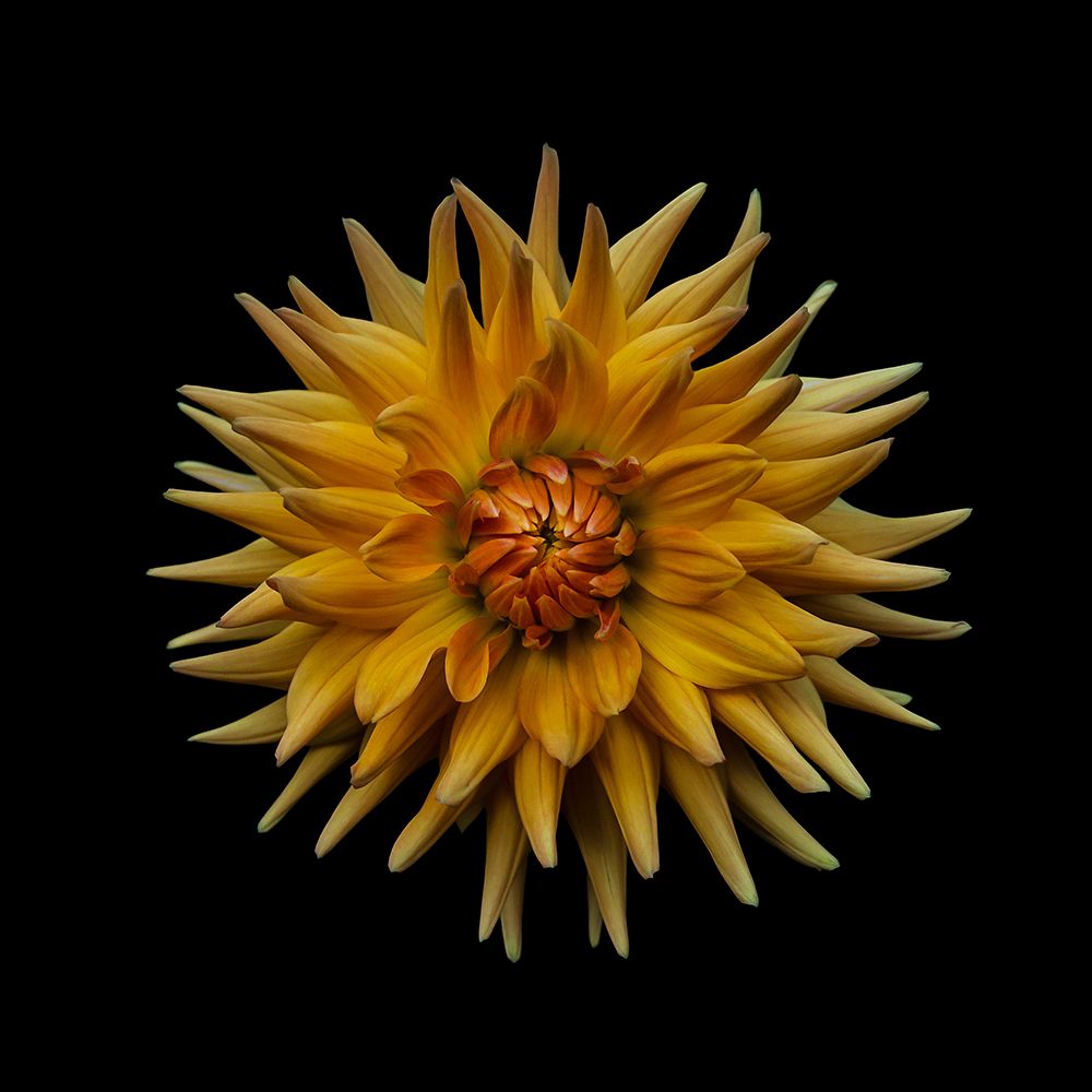 Dahlia art print by Frank Ulrich Gandenberger for $57.95 CAD