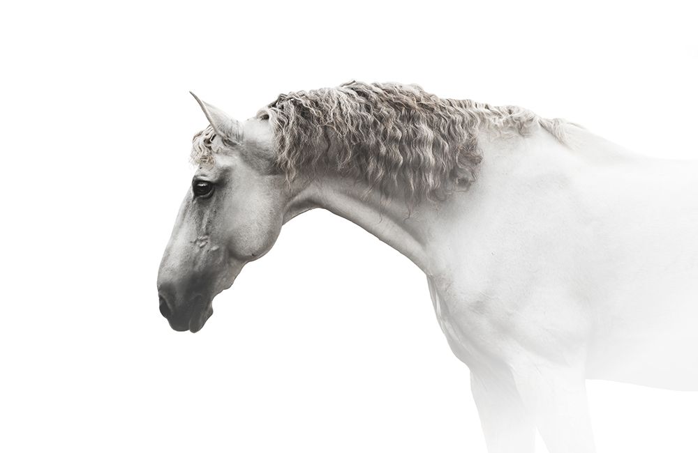 Elegant White Horse art print by Celine Weerink for $57.95 CAD