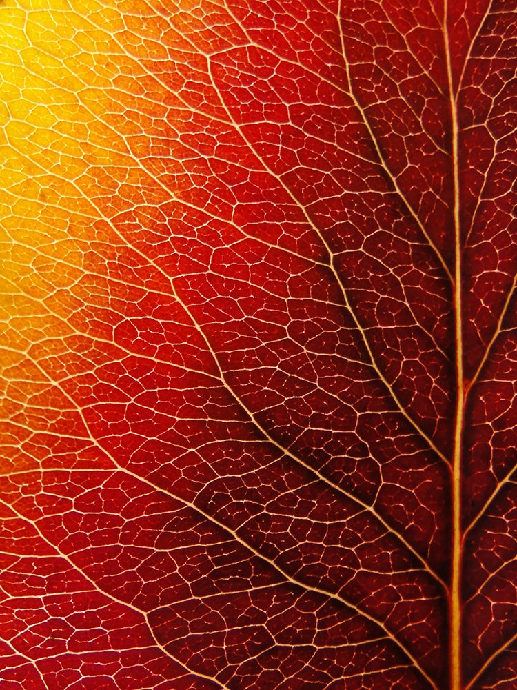 Autumn Leaf art print by Ivan Lesica for $57.95 CAD