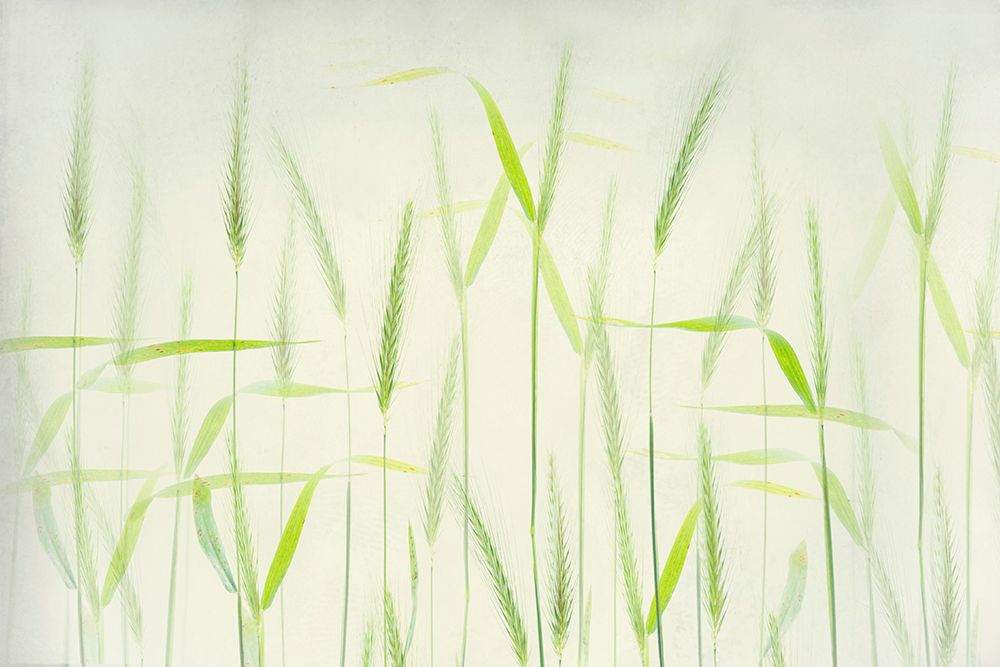 Soft Cornstalks art print by Greetje van Son for $57.95 CAD