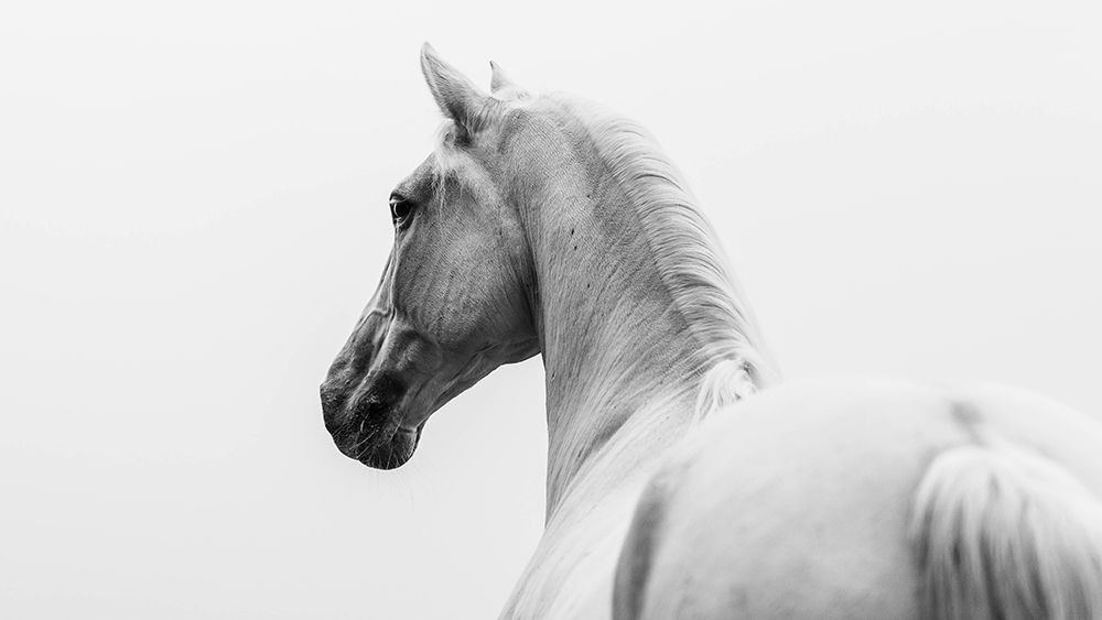 A Short Story About A Shorn Horse art print by Cembrzynski Ignacy for $57.95 CAD