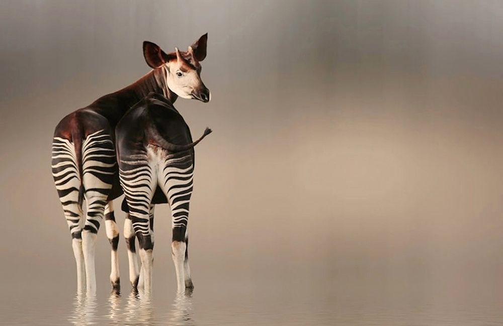 do you like my stripped panties ... ?? art print by Anna Cseresnjes for $57.95 CAD